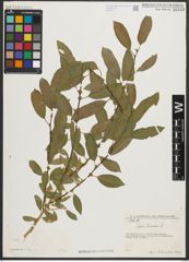 Foto von Salix triandra L.